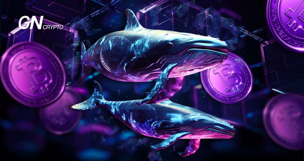 Crypto Whales Continue to Amass Bitcoin